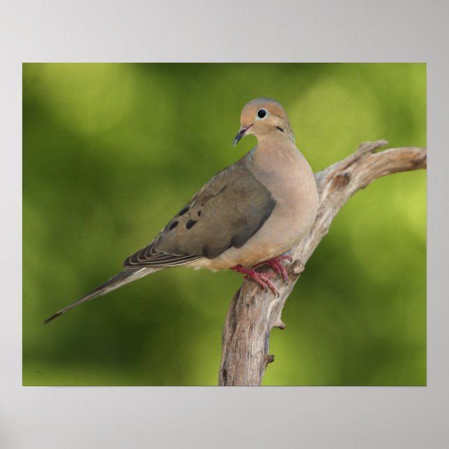Mourning Dove, Zenaida macroura Poster (Framsidan)