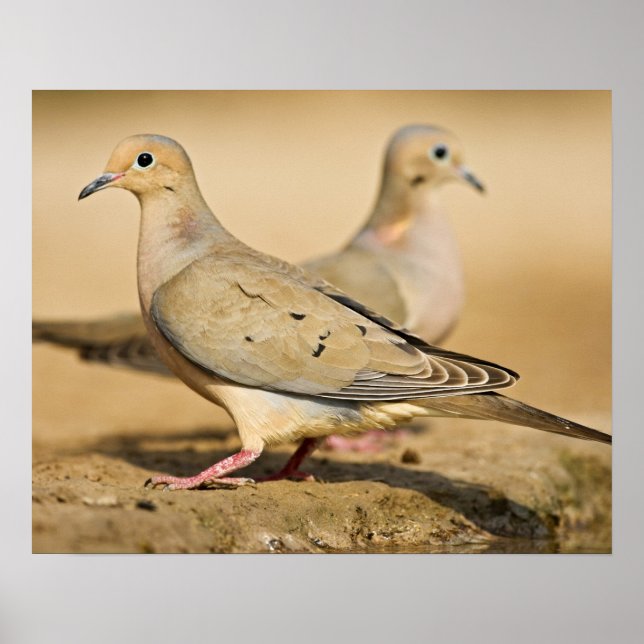 Mourning Dove (Zenaida macroura) vuxnor på Poster (Framsidan)