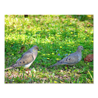 Mourning Doves Fototryck