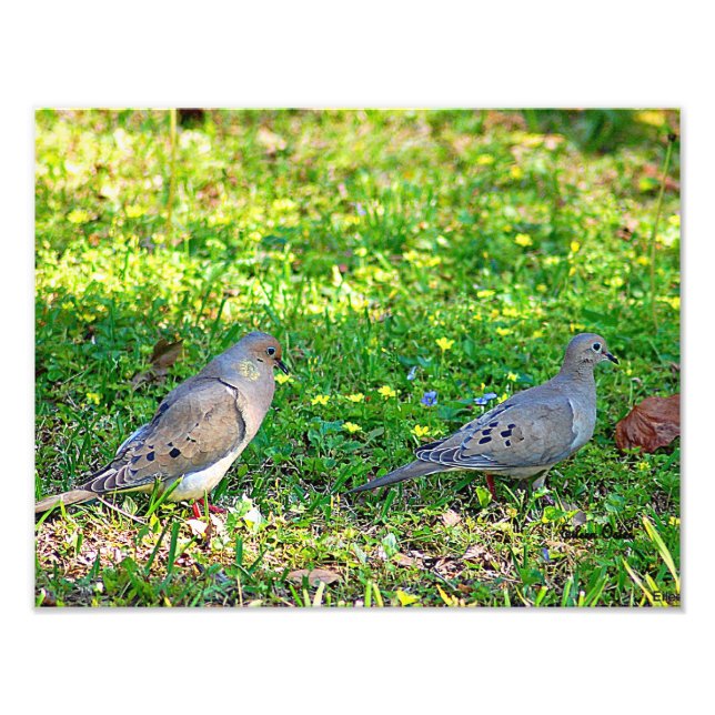 Mourning Doves Fototryck (Framsidan)