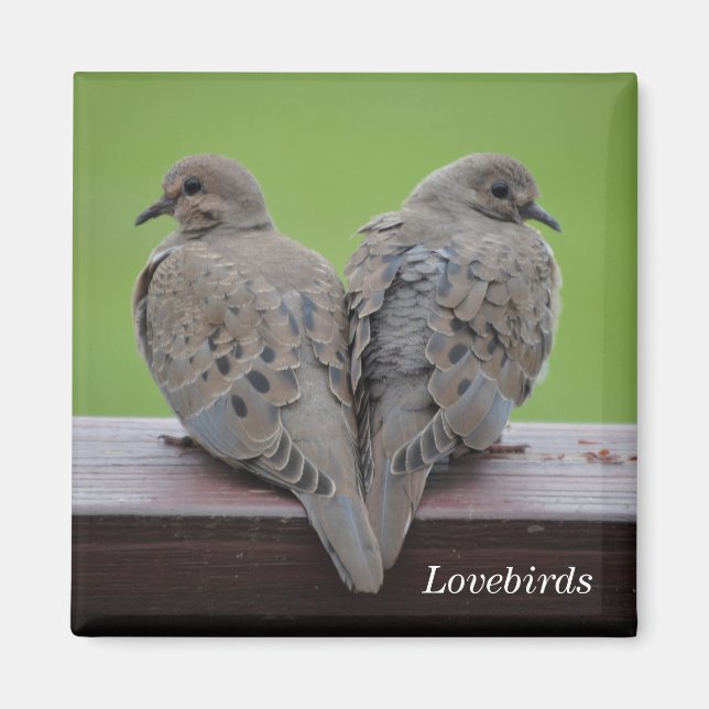 Mourning Doves Magnet (Framsidan)