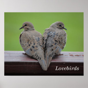Mourning Doves Poster
