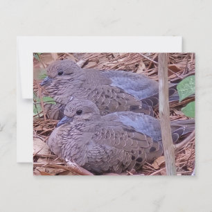 Mourning Doves Vykort