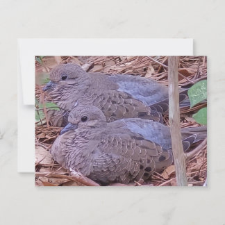 Mourning Doves Vykort