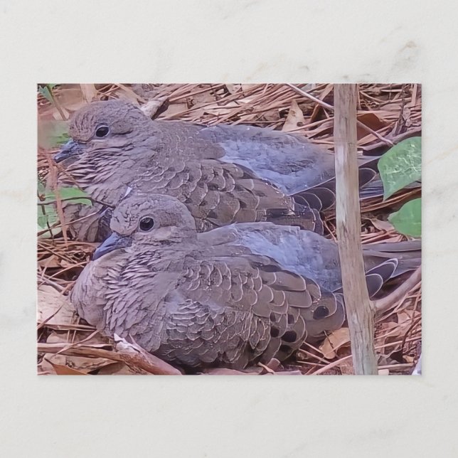 Mourning Doves Vykort (Framsida)