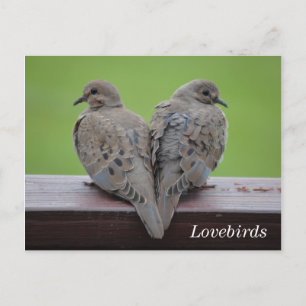 Mourning Doves Vykort