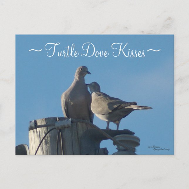 Mourning Turtle Doves Postcard Vykort (Framsida)