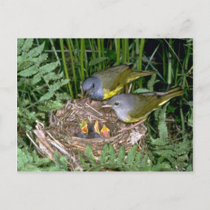 Mourning Warblers par med unga Vykort