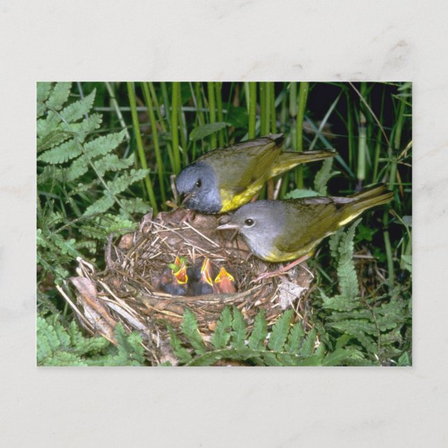 Mourning Warblers par med unga Vykort (Framsida)