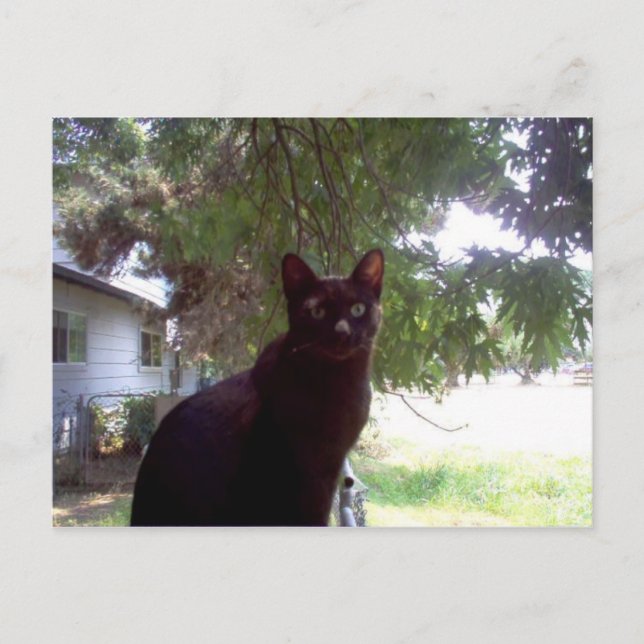 Mouschi Vykort (Framsida)