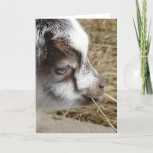 Mouse Baby Goat Kort