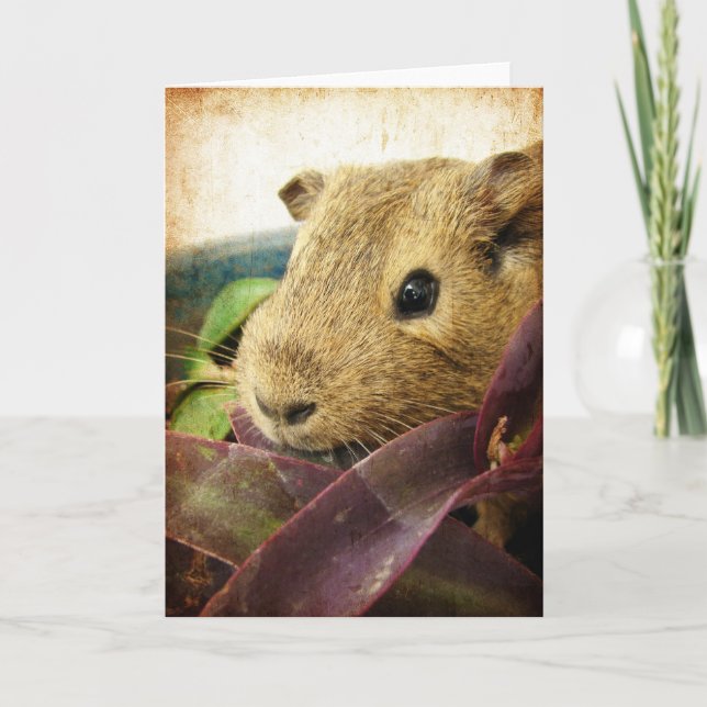 Mouse Guinea Gris Kort (Framsida)