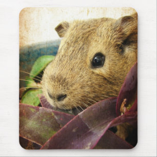 Mouse Guinea Gris Musmatta