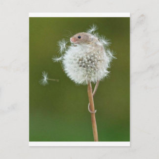 Mouse Önskemål Vykort