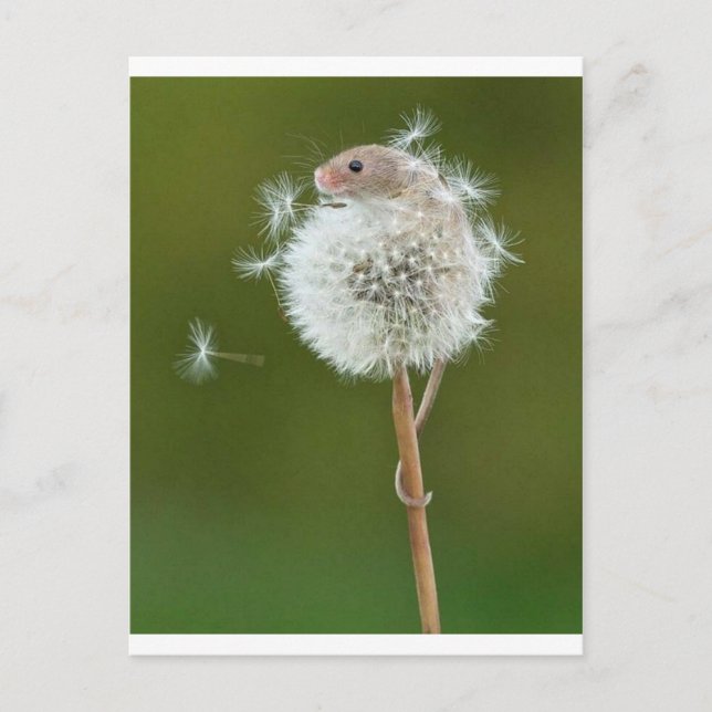 Mouse Önskemål Vykort (Framsida)