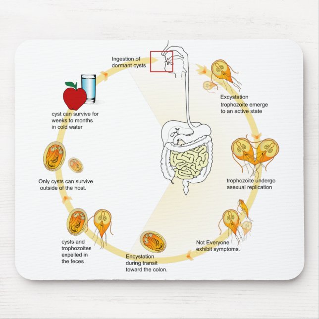 Mouse Pad Diagram Giardia Life Cycle Parasite Musmatta (Framsidan)