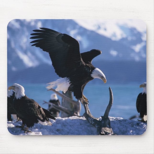Mouse Pad-Eagles Musmatta (Framsidan)