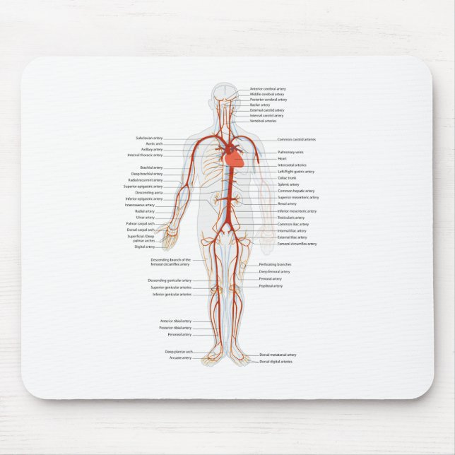 Mouse Pad Human Circulatory System of Arteries Musmatta (Framsidan)