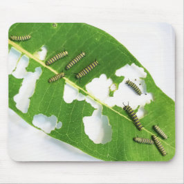 Mouse Pad Hungrig Monarch Caterpelare Musmatta