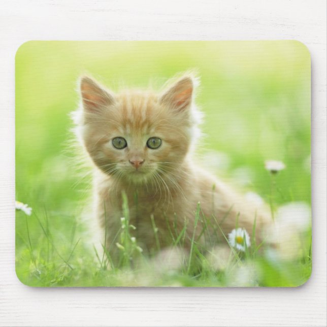 Mouse Pad-Kitten Musmatta (Framsidan)