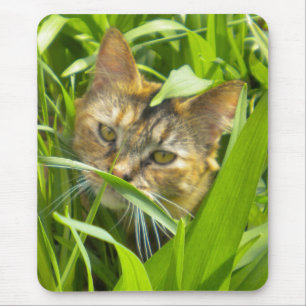 Mouse Pad-musen för skadlig Jungle Kattunge Musmatta
