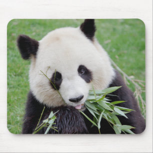 Mouse Pad Photo jätte panda , djur 0261. Musmatta