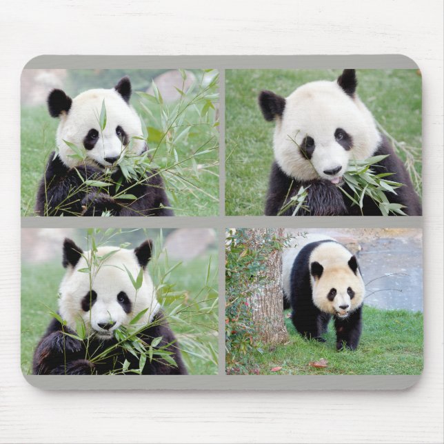 Mouse Pad Photo jätte panda , djur 0264. Musmatta (Framsidan)
