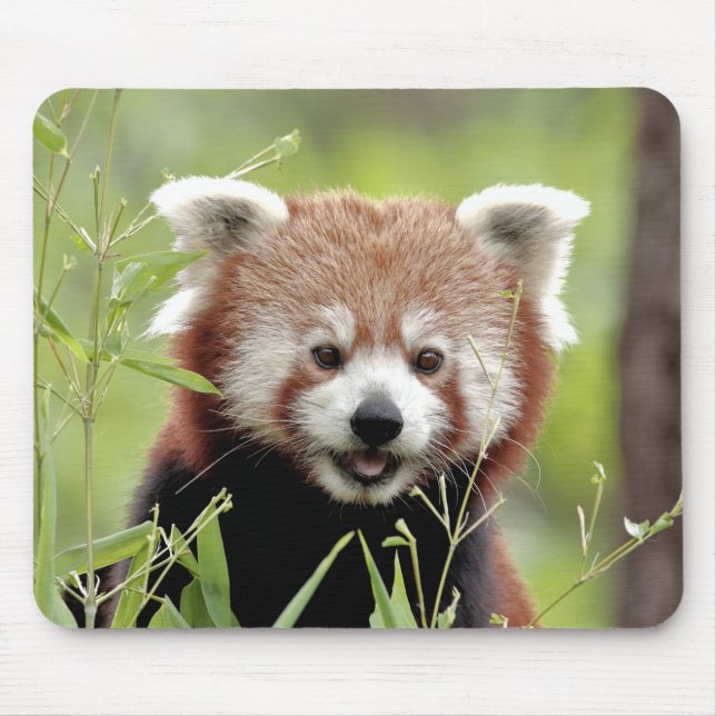 Mouse Pad Photo Red panda , djur 0392. Musmatta (Framsidan)