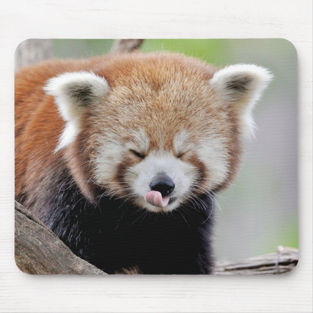 Mouse Pad Photo Red panda , djur 0393. Musmatta (Framsidan)