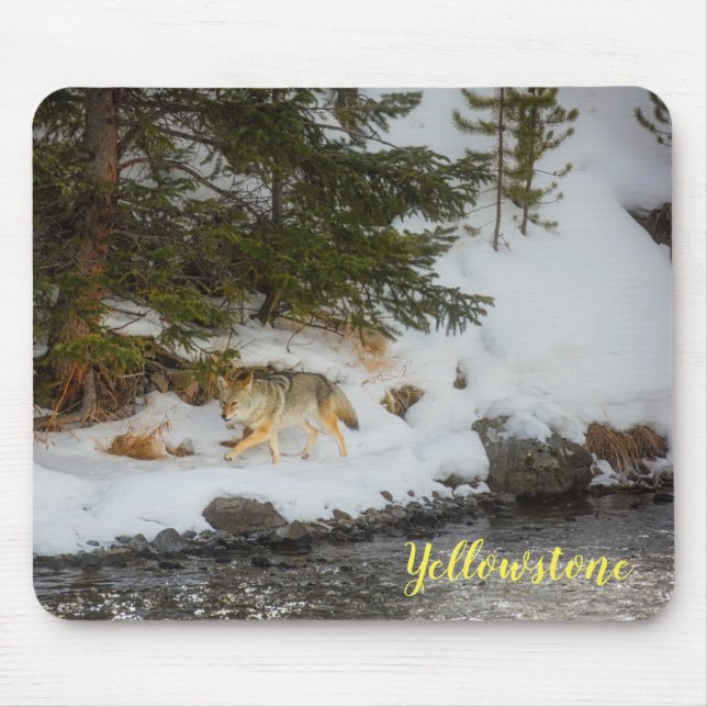 Mouse Pad-Yellowstone Coyote Musmatta (Framsidan)