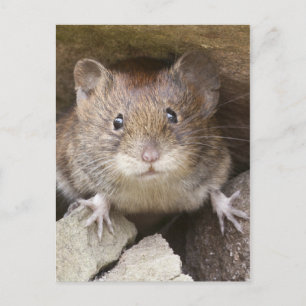 Mouse Porträtt Vykort