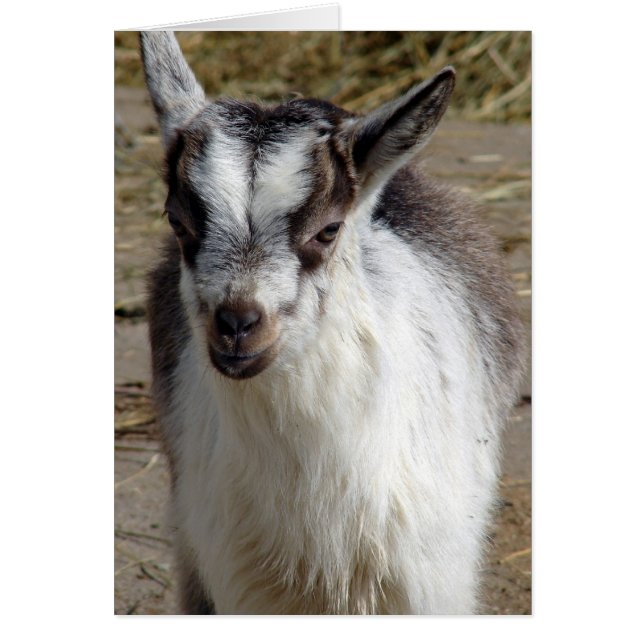 Mouse the Goat Hälsningskort (Framsidan)