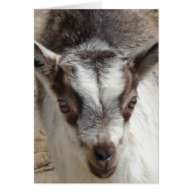 Mouse the Goat Hälsningskort (Framsidan)