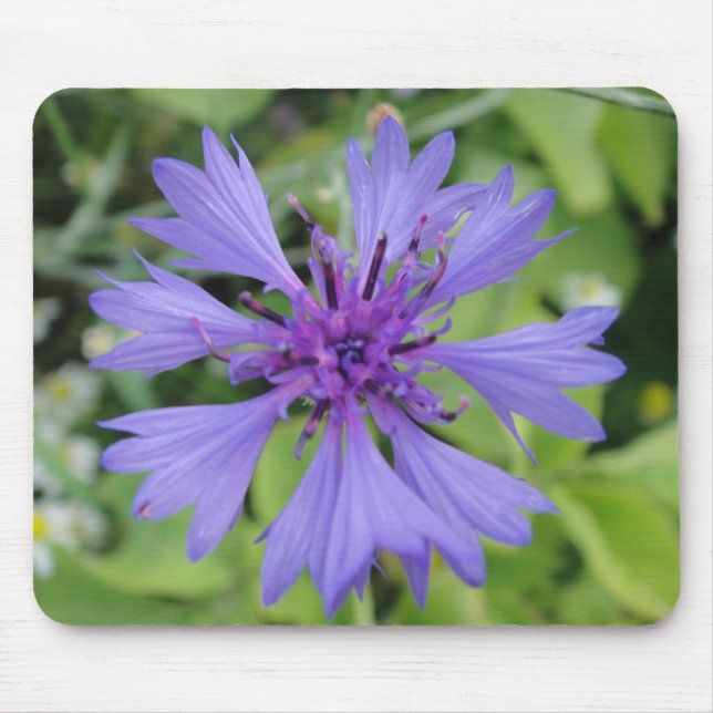 Mousepad blaue Kornblume Musmatta (Framsidan)