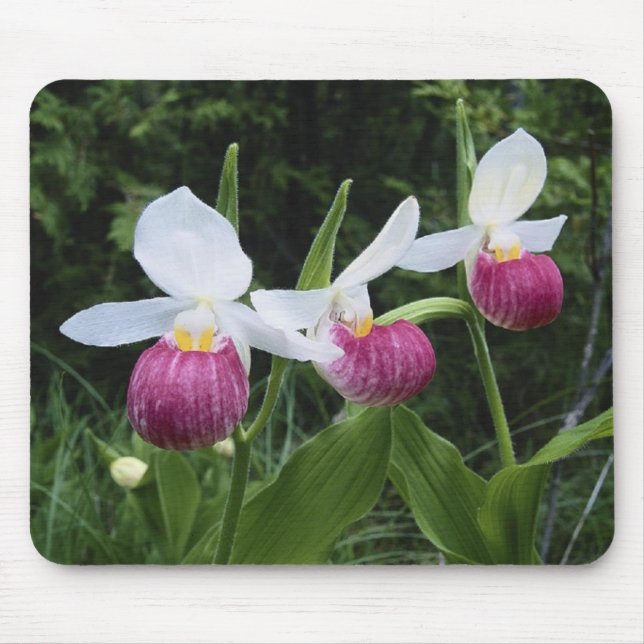 Mousepad-Dam häftklammermatareOrchids Musmatta (Framsidan)