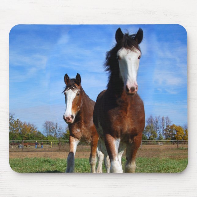 Mousepad för 2 Clydesdales Musmatta (Framsidan)