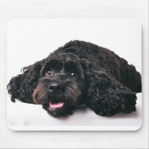 mousepad för valp för cockerspanielpudelblandnin musmatta