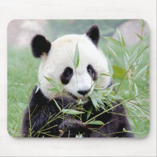 Mousepad. Fotojättepanda. Pandainspektör. Musmatta