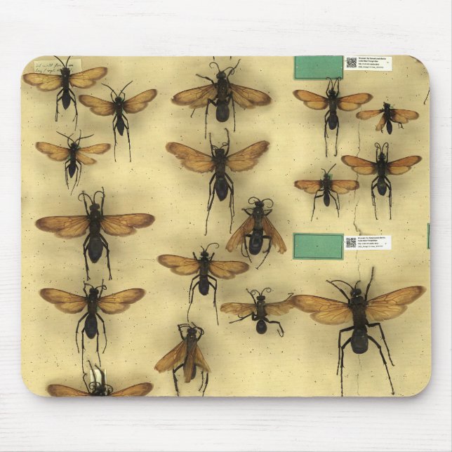 Mousepad med jätte- spindeljaktwasps musmatta (Framsidan)