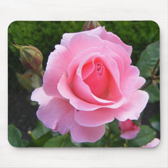 Mousepad med vackra rosa ros musmatta (Framsidan)