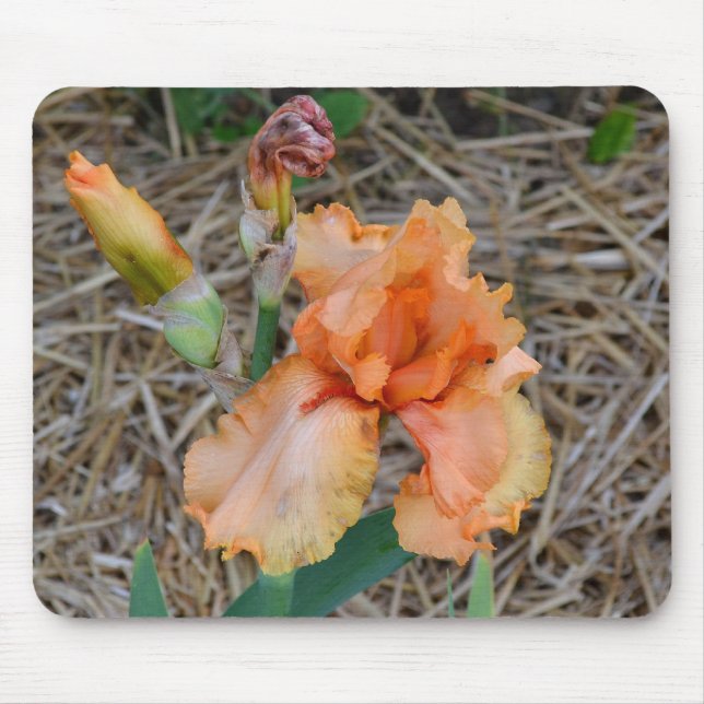 Mousepad - orange Iris Musmatta (Framsidan)