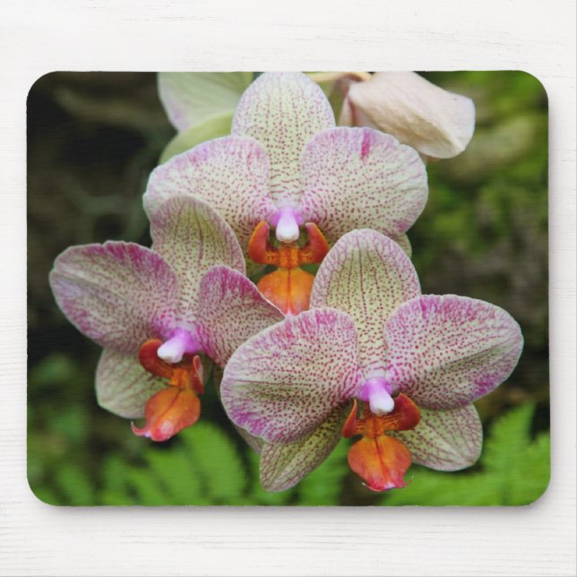 Mousepad - Orchid Musmatta (Framsidan)