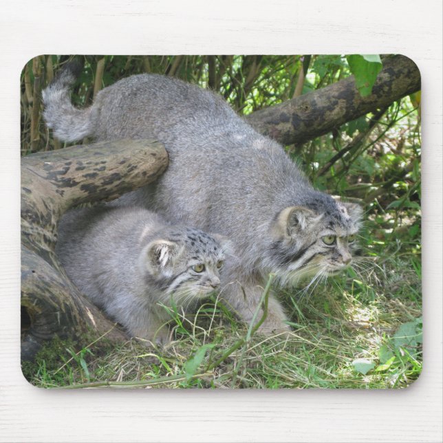 Mousepad - Pallass katt Musmatta (Framsidan)