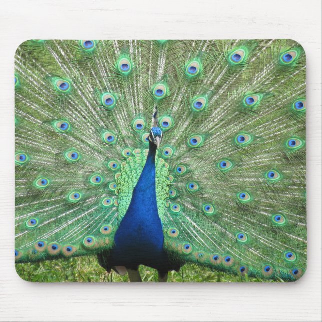 Mousepad - Peacock Musmatta (Framsidan)