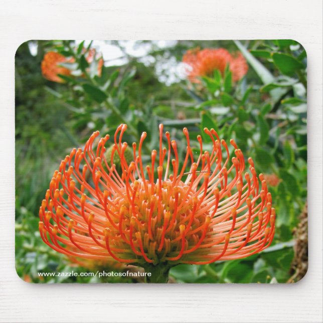Mousepad - Protea pin cushion-blomman Musmatta (Framsidan)