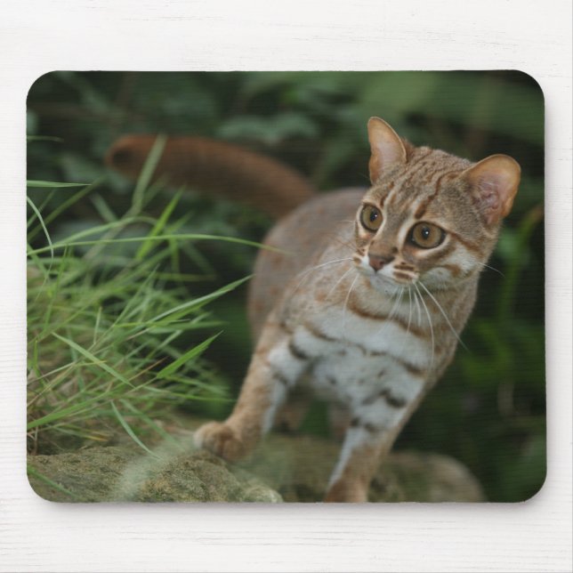 Mousepad - rostig prickig katt musmatta (Framsidan)
