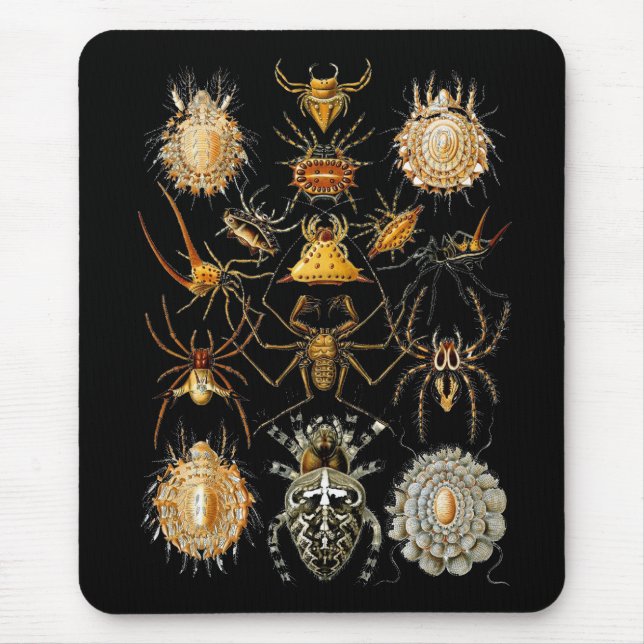 Mousepad Vintage Artist Ernst Haeckel Arachnida Musmatta (Framsidan)