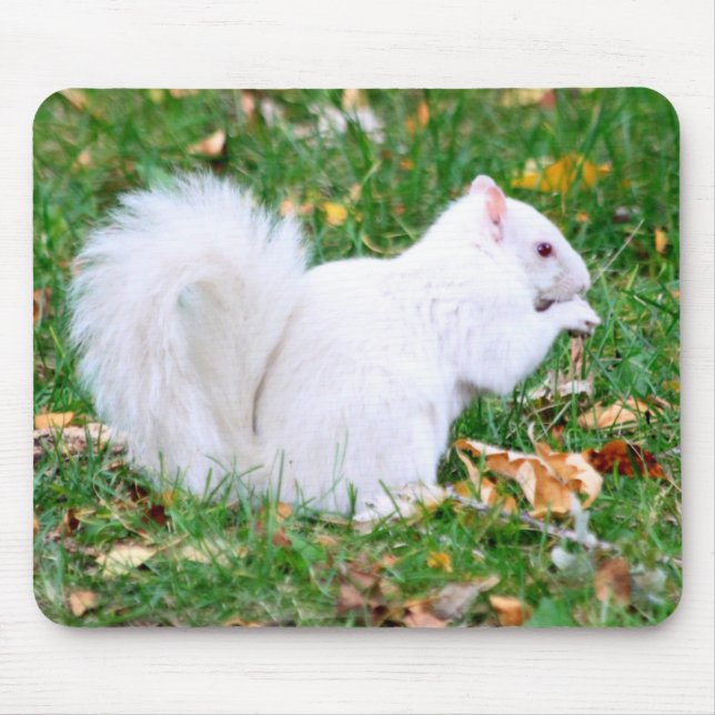 Mousepad - vitekorre musmatta (Framsidan)