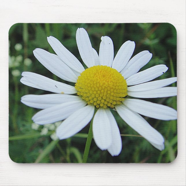 Mousepad weisse Margeritenblüte Musmatta (Framsidan)
