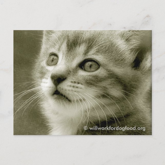 Mouser som tittar på ett fågelvykort vykort (Framsida)